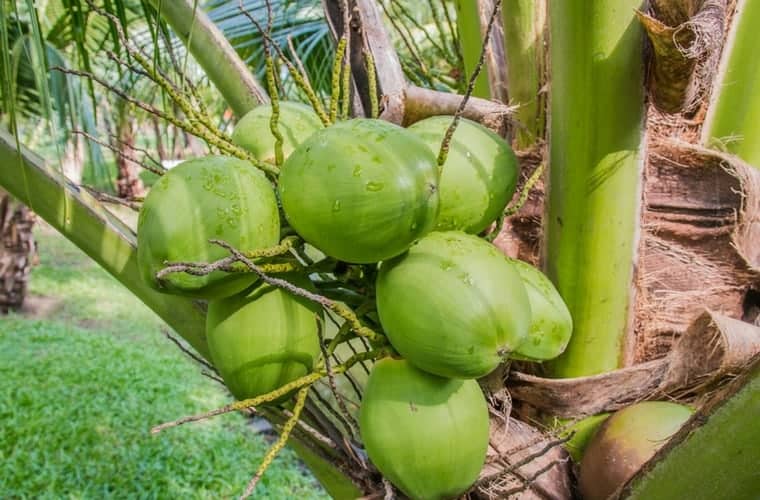 Four benefits of coconut water - Plant Love Radio
